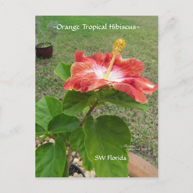 Carte postale Orange Tropical Hibiscus Flower (Devant)
