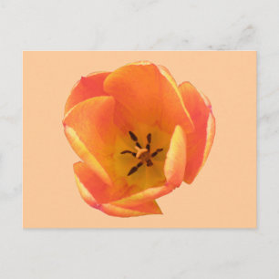Carte postale Orange Tulip