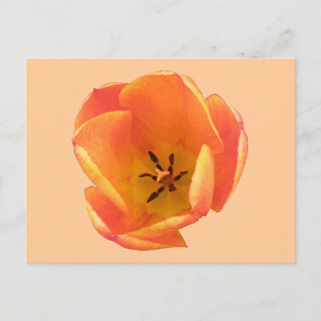 Carte postale Orange Tulip (Devant)