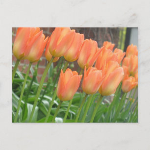 Carte postale Orange Tulips