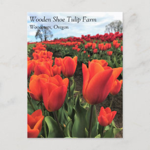 Carte Postale Orange Tulips dans un champ, Oregon Postcard