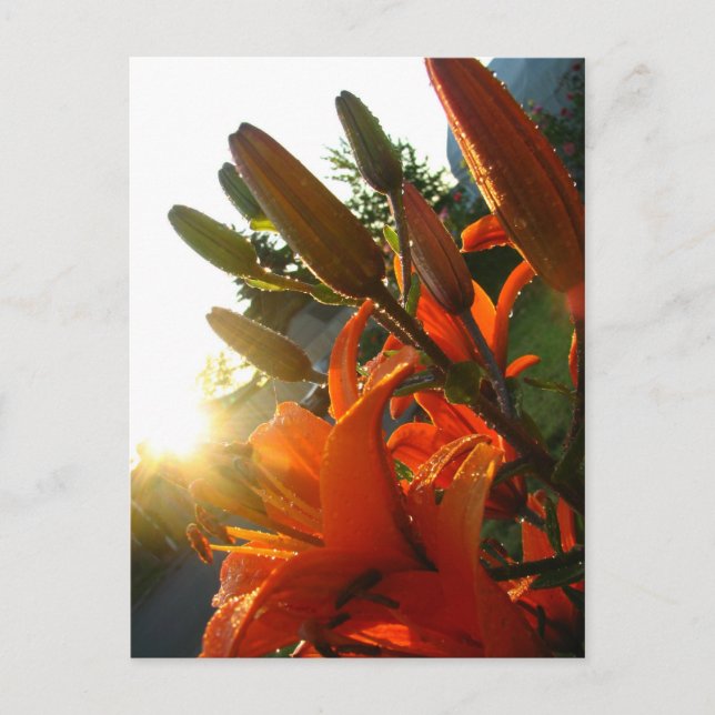 Carte Postale Orange Un Bloomed (Devant)