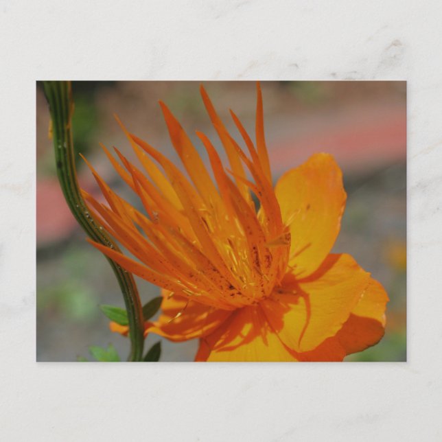 Carte postale Orange Yellow Flower Photocard (Devant)