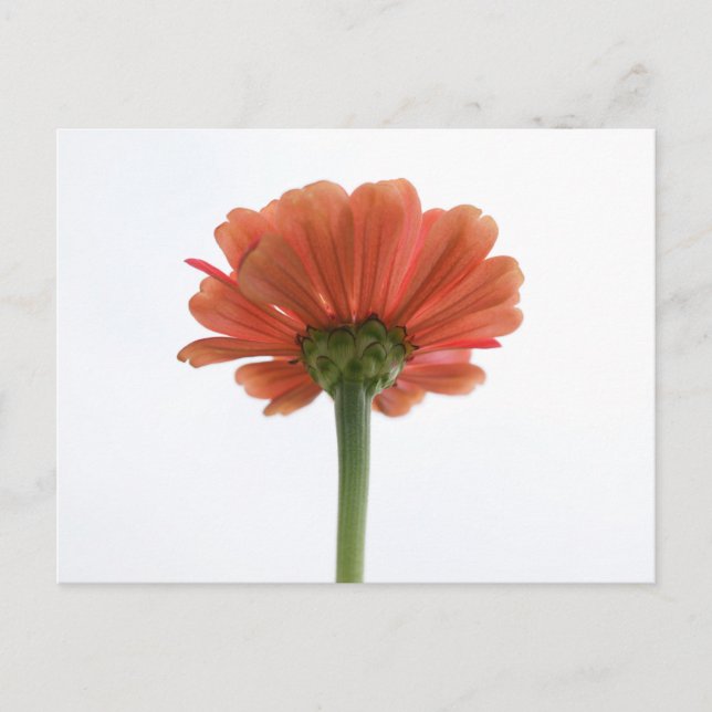 Carte postale Orange Zinnia (Devant)