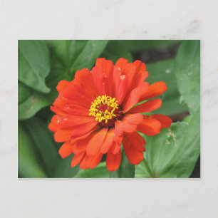 Carte postale Orange Zinnia