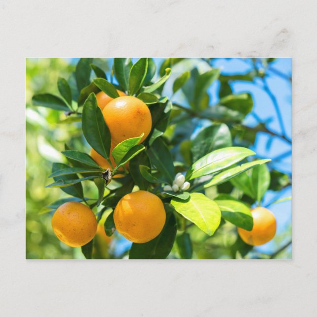 Carte Postale Oranger en fruits (Devant)