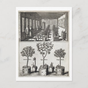 Carte Postale Orangerie, de 'De Nederlandze Hesperides' par Jan