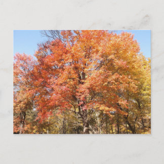 Carte Postale Orangers