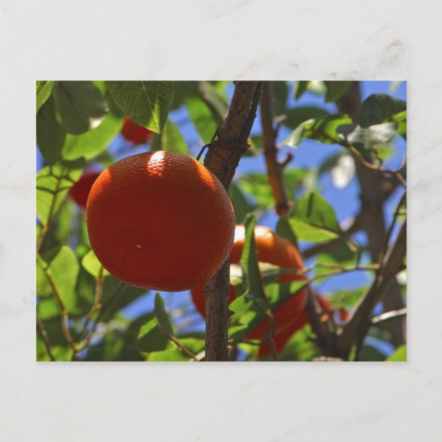 Carte Postale Oranges Arbres fruitiers (Devant)