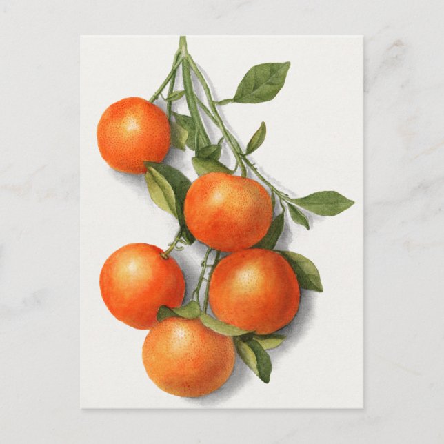 Carte Postale Oranges (Calamondien) Aquarelle de fruits Peinture (Devant)