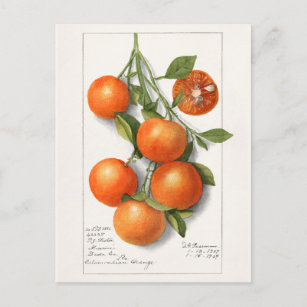 Carte Postale Oranges (Calamondienne) Peinture à l'aquarelle de 