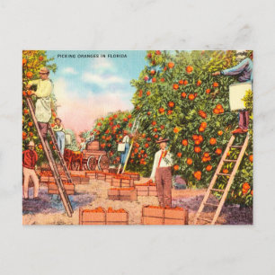 Carte Postale Oranges de cueillette vintage en Floride Voyage
