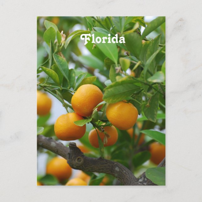 Carte Postale Oranges de Floride (Devant)