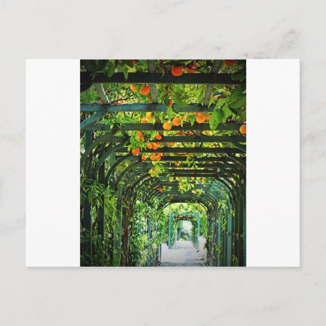 Carte Postale Oranges et citrons jaunes sur treillis vert (Devant)