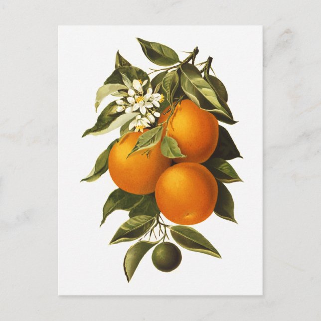 Carte Postale Oranges et Poppies (Devant)