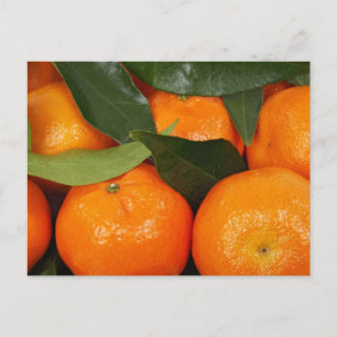 Carte Postale Oranges mandarines