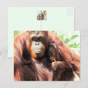 Carte postale Orangoutan
