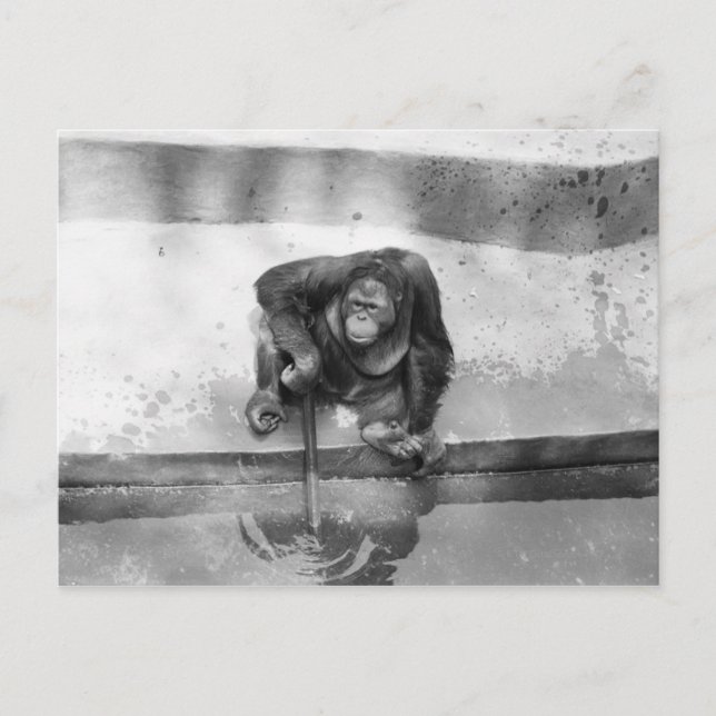 Carte Postale Orangoutan (Devant)