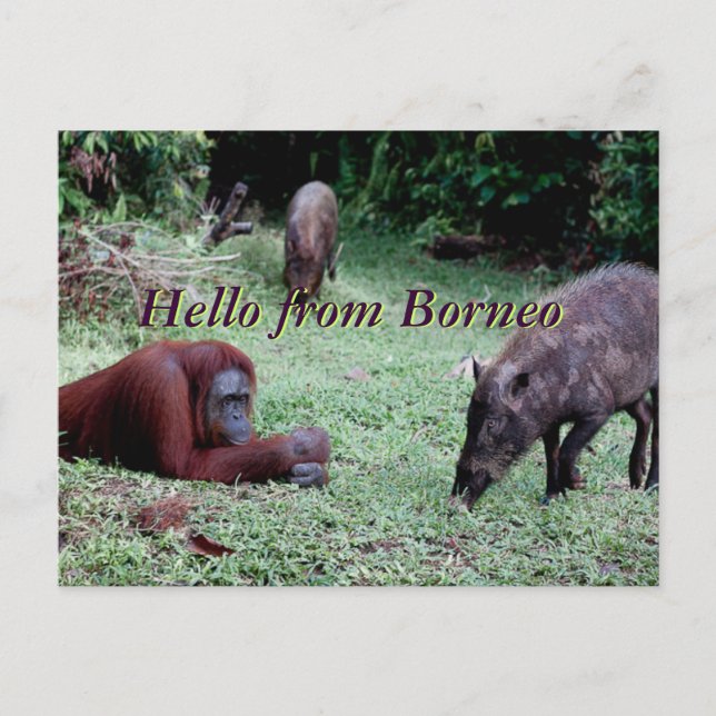Carte Postale Orangoutan animal Borneo (Devant)