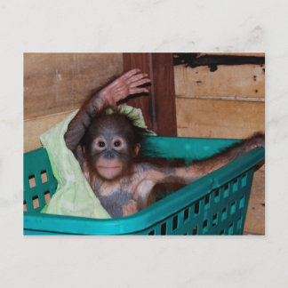 Carte Postale Orangoutan au Sanctuaire