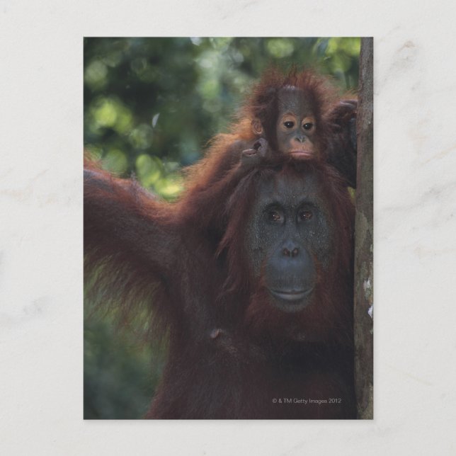 Carte Postale Orangutan (Devant)