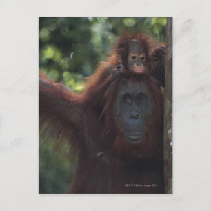 Carte Postale Orangutan