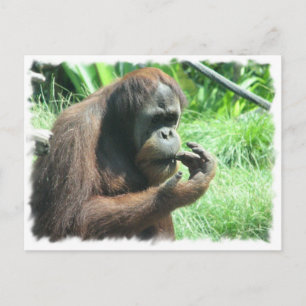 Carte postale Orangutan Ape