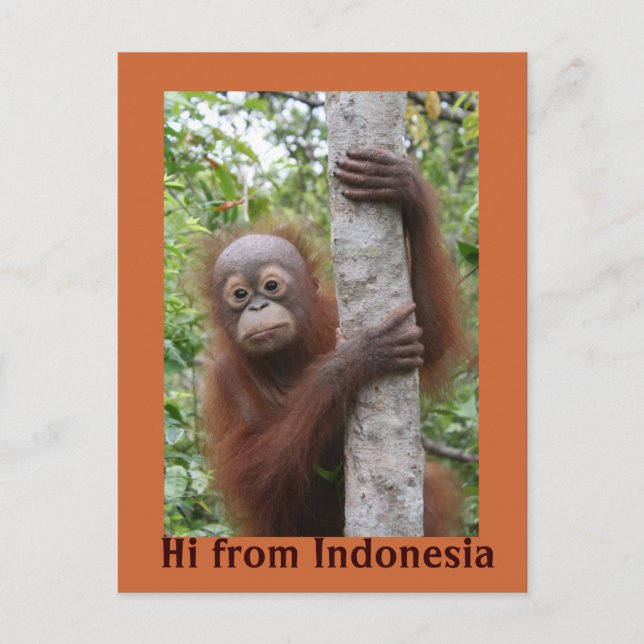 Carte Postale Orangutan Baby Hi d'Indonésie (Devant)