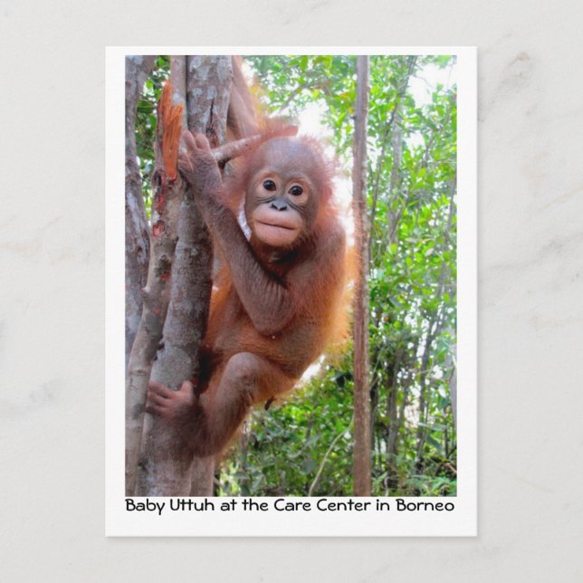Carte Postale Orangutan Baby Uttuh dans la forêt tropicale (Devant)