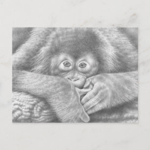 Carte postale Orangutan bébé