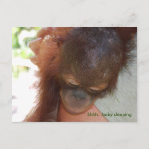 Carte Postale Orangutan bébé endormi dans les bras de papa