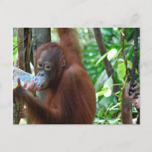 Carte Postale Orangutan Boissons Eau en Forêt