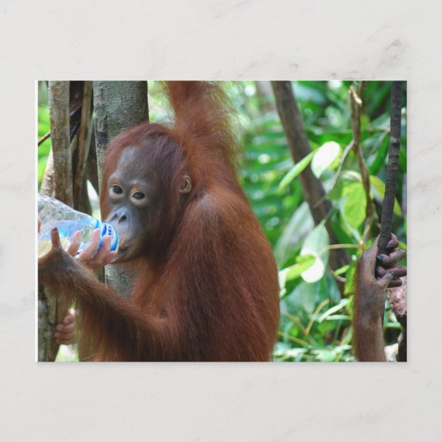 Carte Postale Orangutan Boissons Eau en Forêt (Devant)