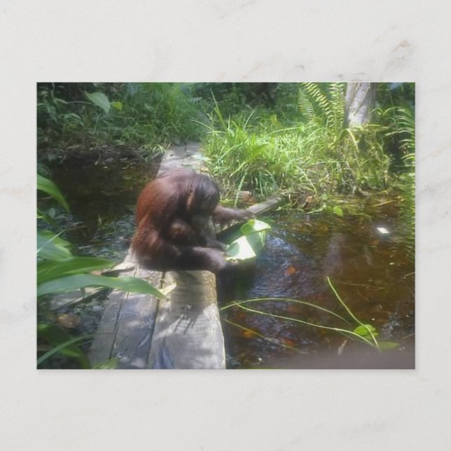 Carte Postale Orangutan dans la forêt de Bornéo (Devant)