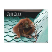 Orangutan dans la jungle de la forêt tropicale de 