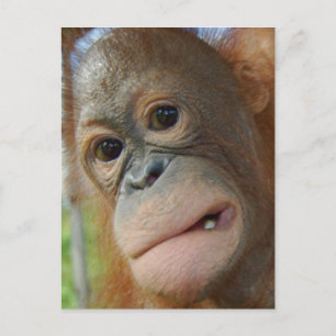 Carte Postale Orangutan Face