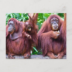 Carte Postale Orangutan from Singapore zoo