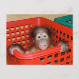 Carte Postale Orangutan infantile en crèche