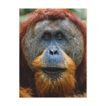 Orangutan - Sumatra, Indonésie