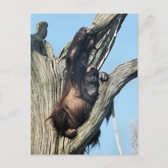 CARTE POSTALE ORANGUTANS (Devant)