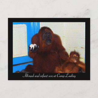 Carte Postale Orangutans au camp Leakey