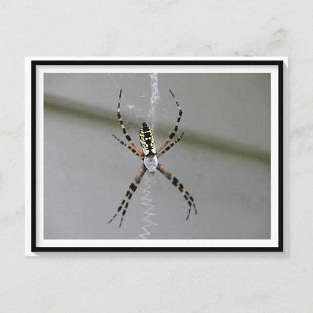 Carte postale Orb Weaver Spider (Devant)