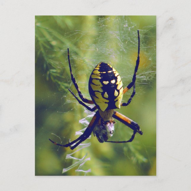 Carte Postale Orb Weaver Spider Photo (Devant)