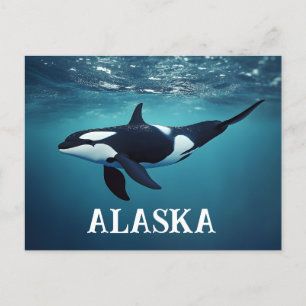 Carte Postale Orca Alaska
