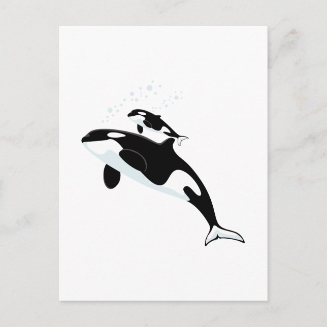 Carte Postale Orca Killer Whale (Devant)