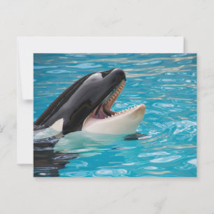 Carte postale Orca, Killer Whale