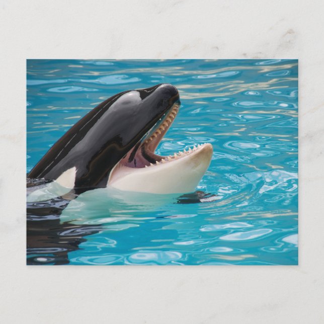 Carte postale Orca, Killer Whale (Devant)