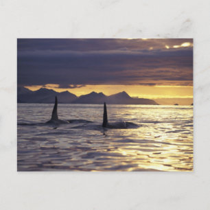 Carte Postale Orca ou Tueur