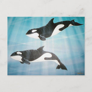 Carte Postale Orca Pair