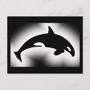 Carte Postale Orca Tueur Baleine Noir Blanc